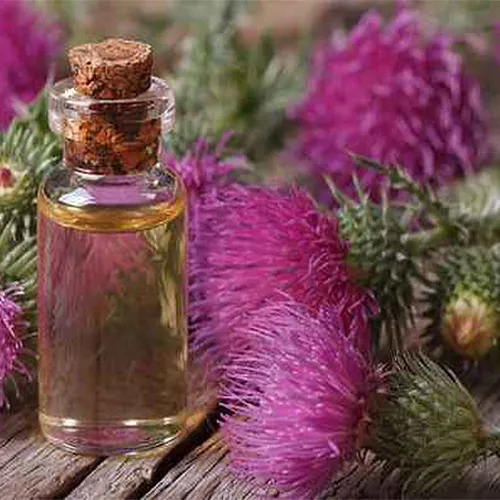عرق بابا ادم برای لاغری شکم