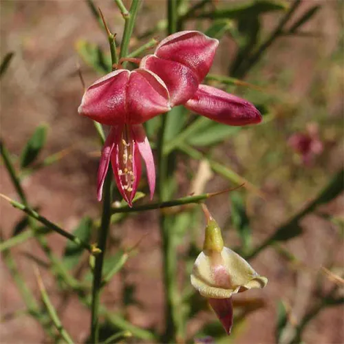 عرق خارشتر برای کبد