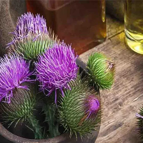 عرق خار مریم برای لاغری