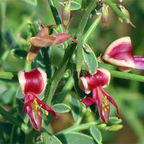 عرق خارشتر برای چیست