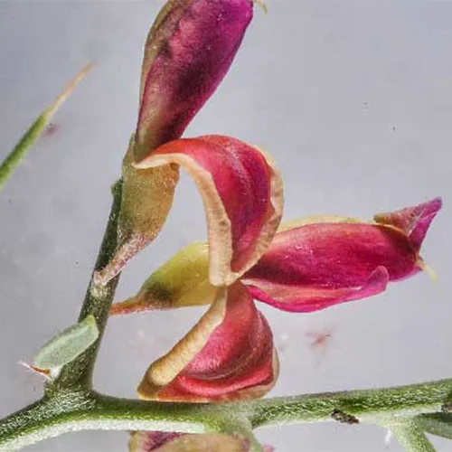 عرق خارشتر برای سنگ کلیه